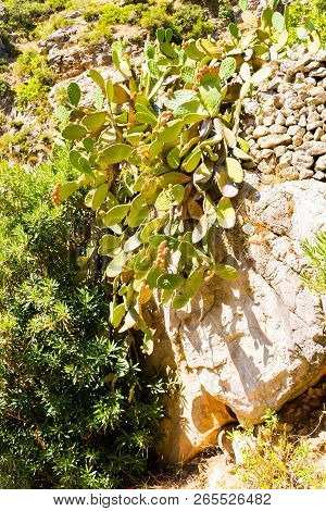 Cactus Opuncia With Fruits In Wild Nature Of Morocco In Africa