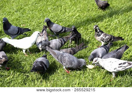 Crown Of Pigeon Or Dove Birds On Green Grass At Public Park . The Birds Is Constitute The Bird Famil