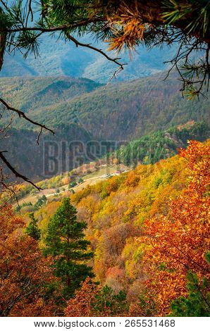 Autumn In Cozia, Carpathian Mountains, Romania. Colorful Autumn Leave. Vivid Fall Colors In Forest. 