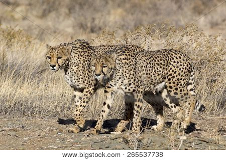 Two Big Cats, Cheeta, Walking In Africa