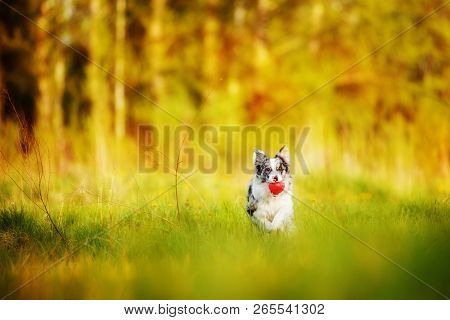 Dog Border Colliie On The Green Yellow Grass