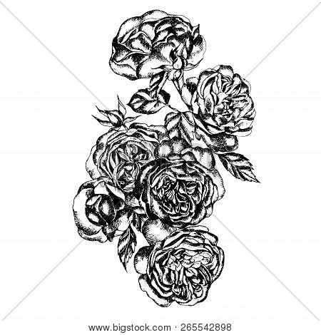 Beautiful Graphic Bouquet With Flowers Rose  Illustration