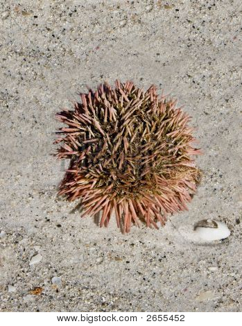 Riccio di mare