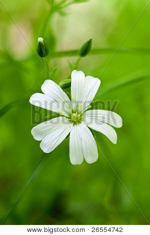 weiße Blumen (Stellaria Media)
