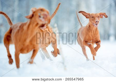 Cute Energetic Red Dog Visla Running In The Snow Winter