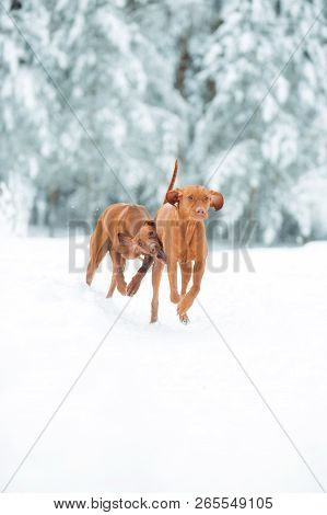 Two Cute Red Dog Visla Running In The Snow, Portrait