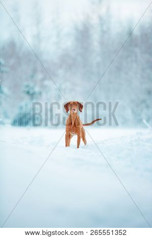 Cute Red Dog Visla Sitting In The Snow, Portrait