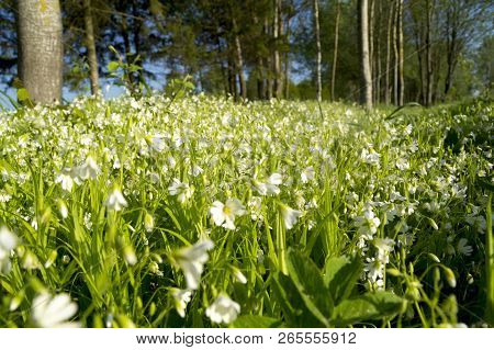 Photo On The Set Of White Flowers In A Forest Glade