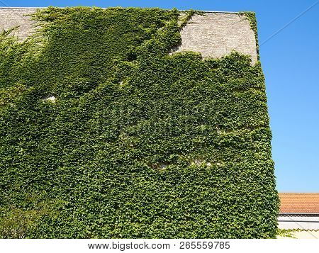 Leaves Of Green Ivy Covering A Wall Faaborg Funen Fyn Denmark