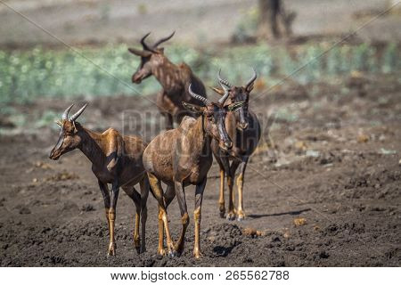 Common Tsessebe In Kruger National Park, South Africa ; Specie Damaliscus Lunatus Lunatus Family Of 