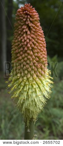 Planta de Poker rojo