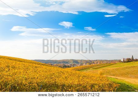 Croatia, Daruvar, Colorful Countryside Autumn Landscape And Beautiful Vineyards