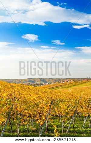 Croatia, Daruvar, Colorful Countryside Autumn Landscape And Beautiful Vineyards