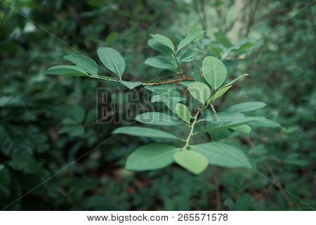 Villa Amboro / Bolivia - 10 Oct 2018 : Coca Plant With Green Leafs At One Of The Farmers Home Garden