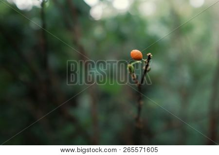 Villa Amboro / Bolivia - 10 Oct 2018 : The Orange Red Berry Of The Coca Plant