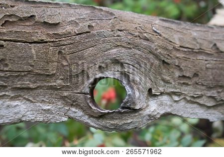 Tree With A Round Hole Through Which You Can See A Bush Of Wild Rose With Berries For Design Backgro