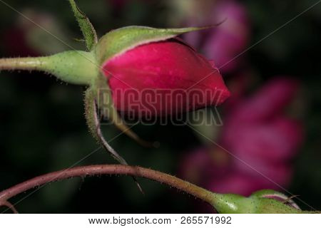 Red Rose One Bud Large Size Petals For Design Background