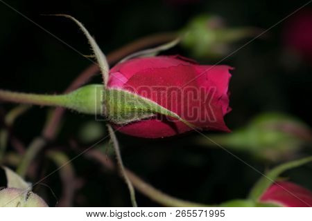 Red Rose One Bud Large Size Petals For Design Background