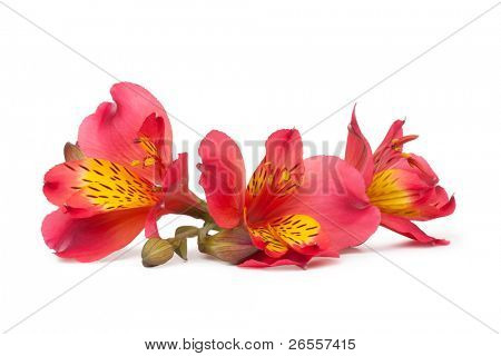 Fiori di Alstroemeria isolata on white