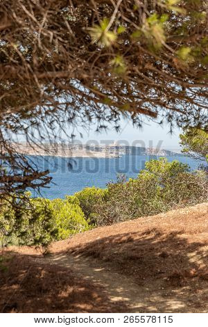 Pinus Halepensis, Aleppo Pine, Evergreen Tree. Horizontal. Space For Text. With Seaview At The Backg