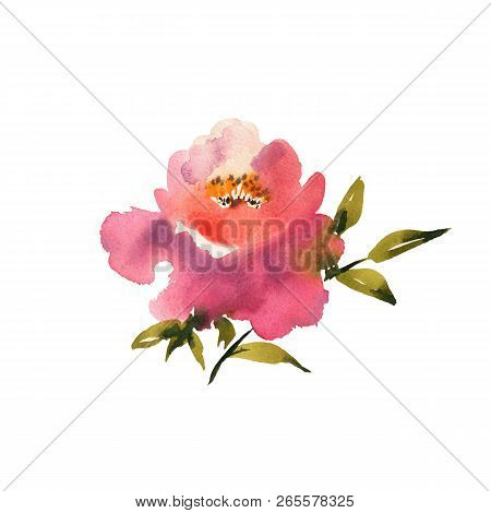 Watercolor Flower.  Colorful Red Beautiful Hand Drawn Rose. Desi