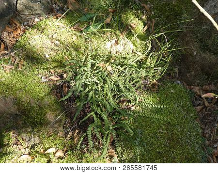 Spleenwort Fern In The Mountains Of Italy