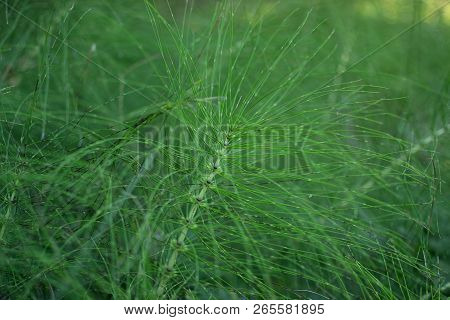 Green Plant With Very Thin Stems And Leaves. Grass Looks Like Centipede. Grass Like The Legs Of An I