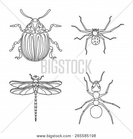 Vector Illustration Of Insect And Fly Logo. Set Of Insect And Element Stock Vector Illustration.