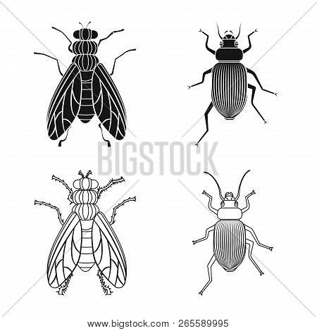 Vector Illustration Of Insect And Fly Icon. Set Of Insect And Element Vector Icon For Stock.
