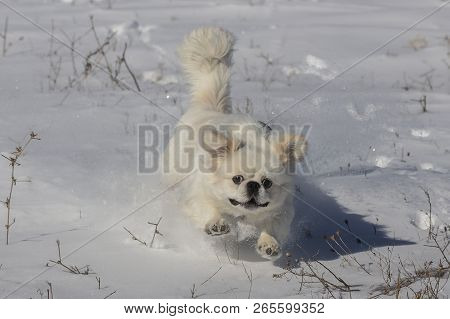 White Puppy Pekignese At Play On The Snow