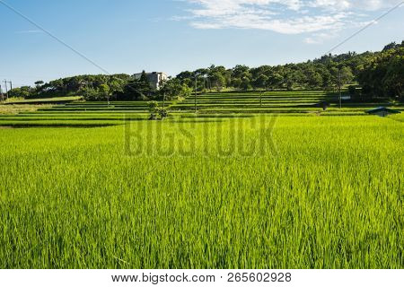 landscape of green paddy farm at countryside
