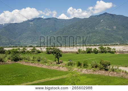 landscape of green paddy farm at countryside