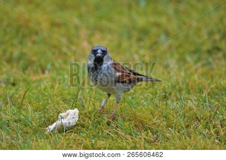 Male House Sparrow Feeding On Breadcumbs Outside Cottage
