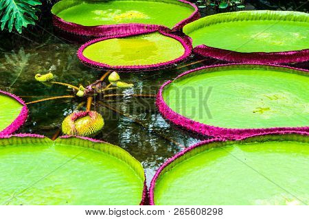 Australian Water Lily Among Giant Water Lily Pads Victoria Amazonica Egia In Kew Gardens, London.