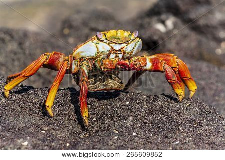 Galapagos Island Crab Standing In A Black Rock
