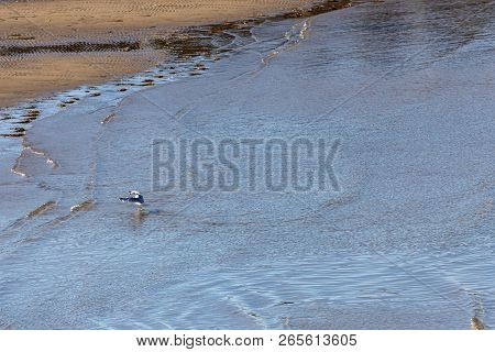 Horizontal of a seagull waving his wings on the sandy shoreline of the harbor waters, in Caraquet, New Brunswick