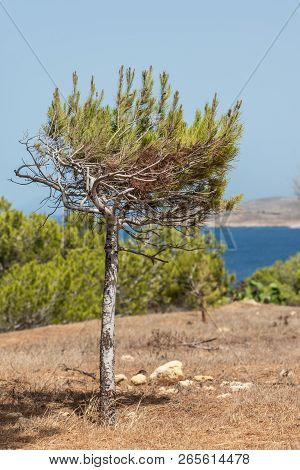 Small Pinus Halepensis, Aleppo Pine, Evergreen Tree. Vertical. Space For Text.
