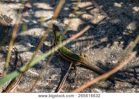 Lizard Escaping The Heat Of The Day In Gozo Island