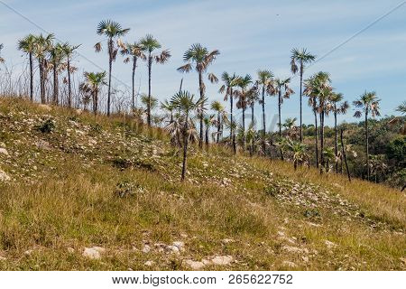 Palms In Valle De Los Ingenios Valley Near Trinidad, Cuba