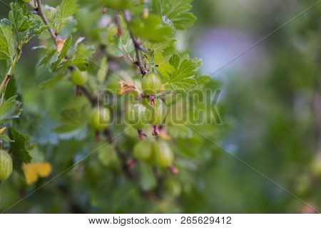 Gooseberry, Ribes Uva-crispa, Ribes Grossularia Green Unripe Berries On A Branch.