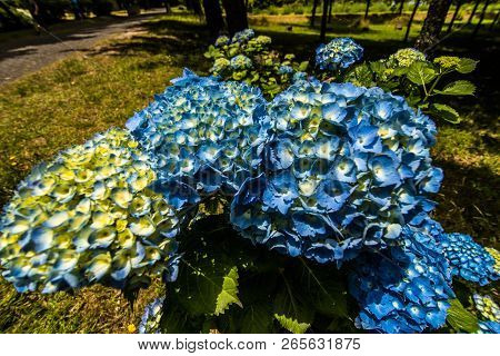 Flores, Hydrangea Wild Field Azores Island Portugal