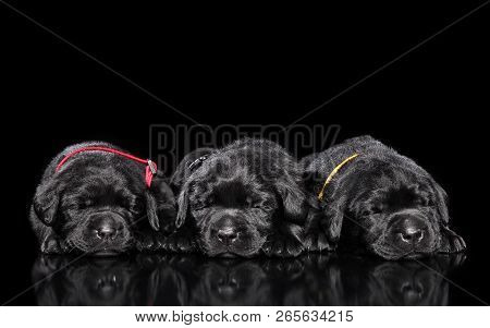 Group Of Labrador Retriver Puppies Sleeping On A Black Background. Baby Animal Theme