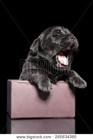 Black Labrador Retriver Puppy In A Box Yawning On Black Background