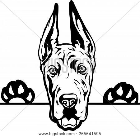 Animal Dog Great Dane 6Tygyvg.eps