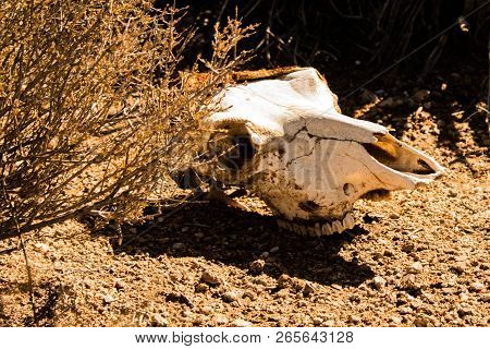 Skull Of Animal In Desert , Arizona Usa