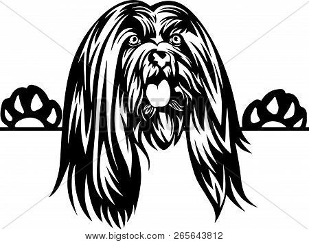 Animal Dog Lhasa Apso 5T6Y Peeking.eps