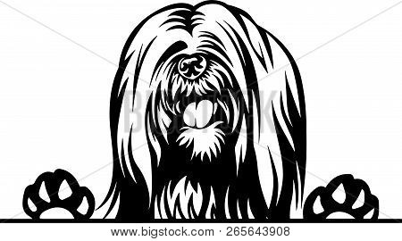 Animal Dog Lhasa Apso 5T6Yfv Peeking.eps