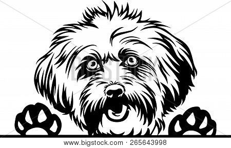 Animal Dog Lhasa Apso 6T4R Peeking.eps
