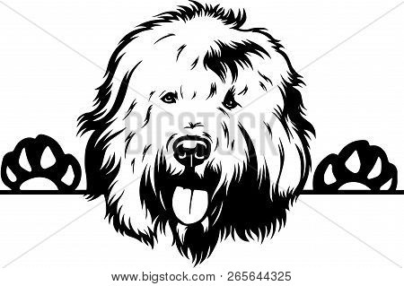 Animal Dog Old English Sheepdog 5T6Y Peeking.eps