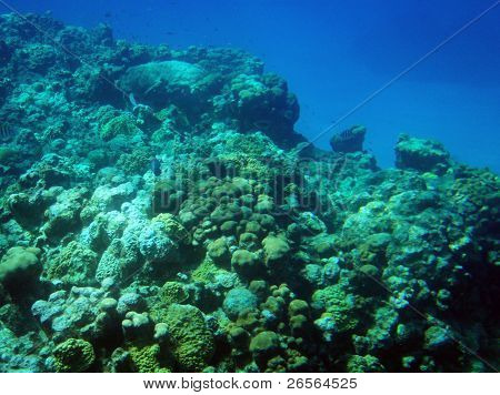 Grand Caymen Reef